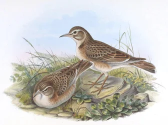 maksima melanokoryfy